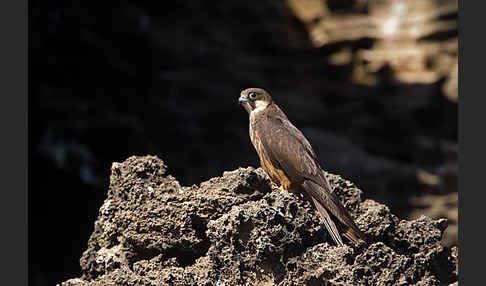 Eleonorenfalke (Falco eleonorae)