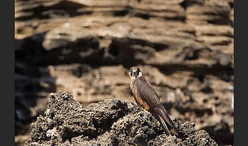 Eleonorenfalke (Falco eleonorae)