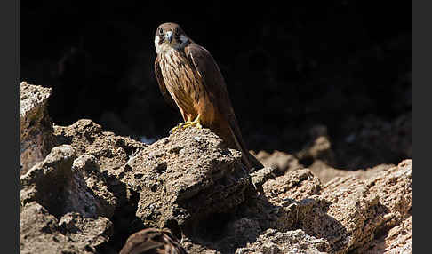 Eleonorenfalke (Falco eleonorae)