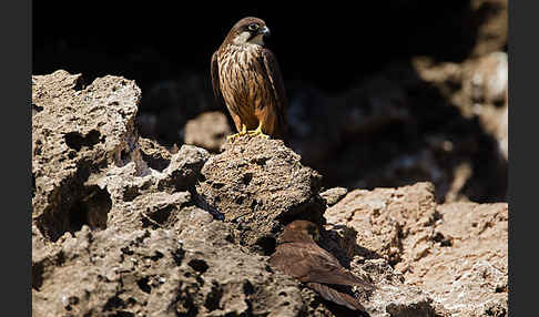 Eleonorenfalke (Falco eleonorae)