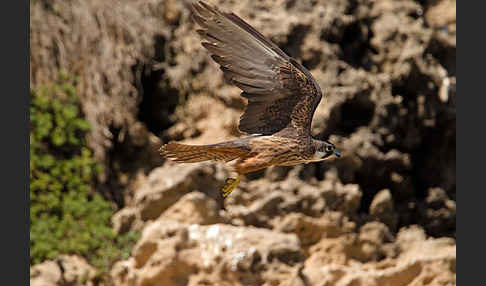 Eleonorenfalke (Falco eleonorae)