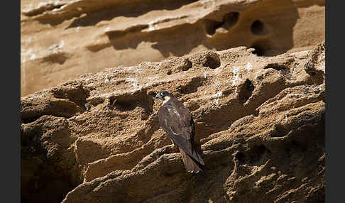 Eleonorenfalke (Falco eleonorae)