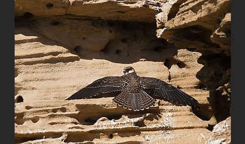 Eleonorenfalke (Falco eleonorae)