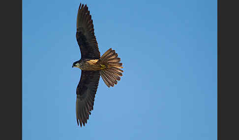 Eleonorenfalke (Falco eleonorae)