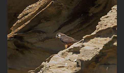 Eleonorenfalke (Falco eleonorae)