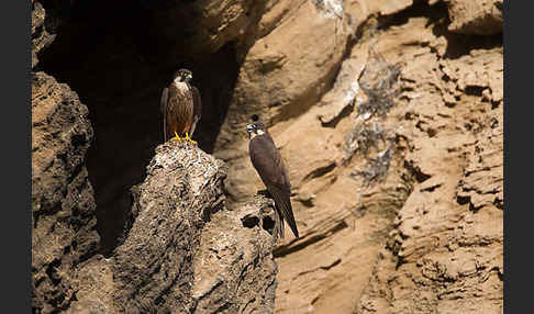 Eleonorenfalke (Falco eleonorae)