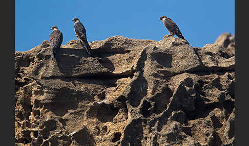 Eleonorenfalke (Falco eleonorae)