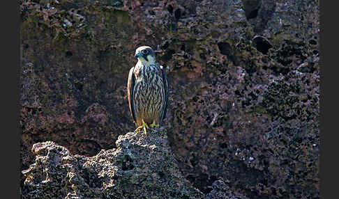 Eleonorenfalke (Falco eleonorae)