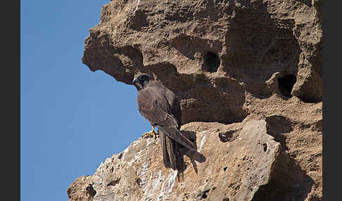 Eleonorenfalke (Falco eleonorae)