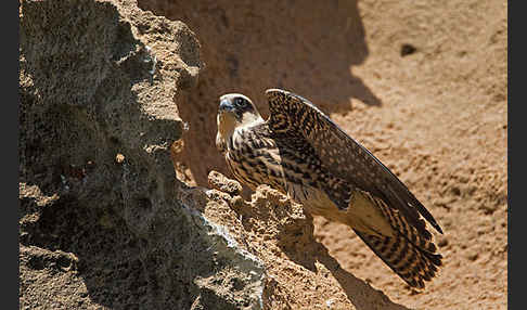 Eleonorenfalke (Falco eleonorae)