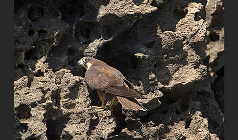 Eleonorenfalke (Falco eleonorae)