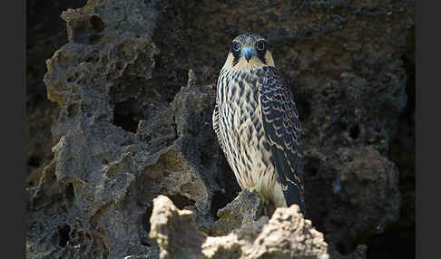 Eleonorenfalke (Falco eleonorae)