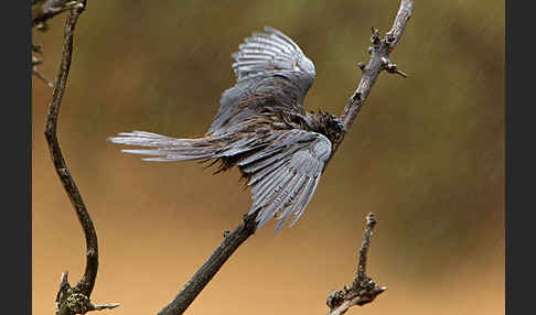 Eleonorenfalke (Falco eleonorae)