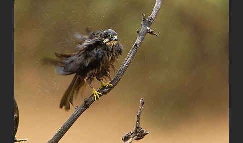 Eleonorenfalke (Falco eleonorae)