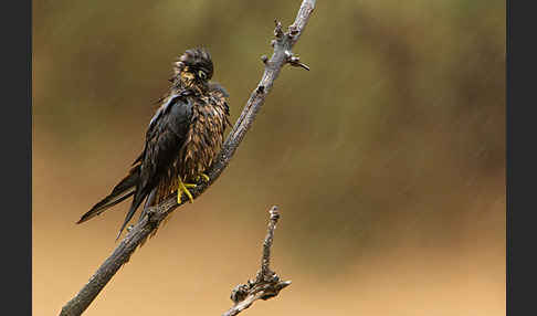 Eleonorenfalke (Falco eleonorae)