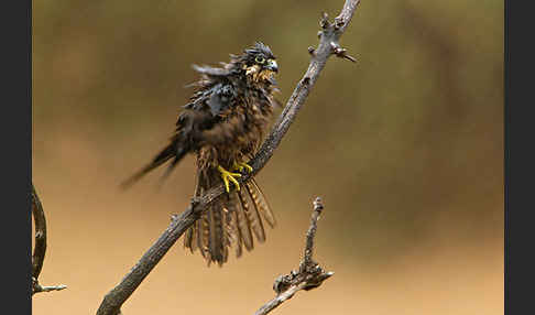 Eleonorenfalke (Falco eleonorae)