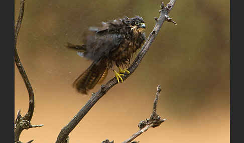 Eleonorenfalke (Falco eleonorae)