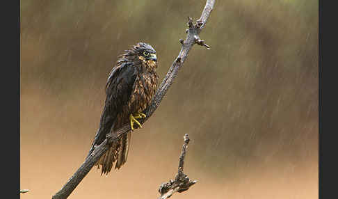 Eleonorenfalke (Falco eleonorae)