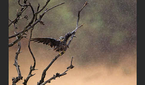 Eleonorenfalke (Falco eleonorae)