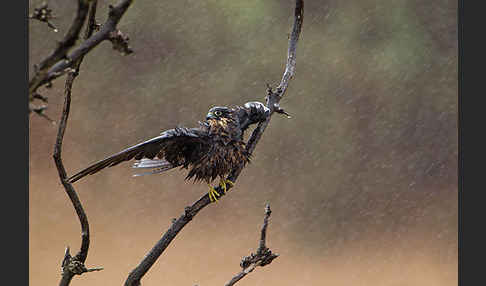 Eleonorenfalke (Falco eleonorae)