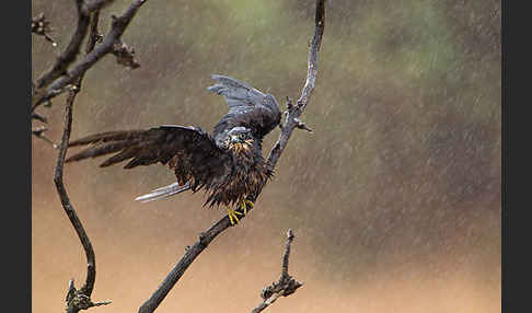 Eleonorenfalke (Falco eleonorae)