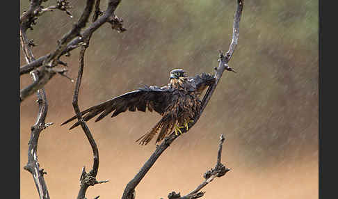 Eleonorenfalke (Falco eleonorae)