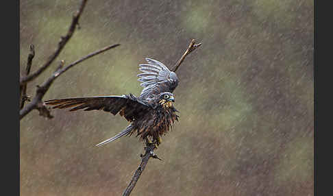 Eleonorenfalke (Falco eleonorae)