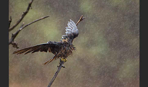 Eleonorenfalke (Falco eleonorae)