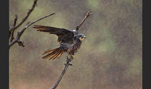 Eleonorenfalke (Falco eleonorae)