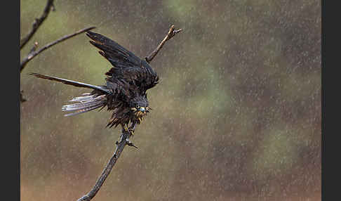 Eleonorenfalke (Falco eleonorae)