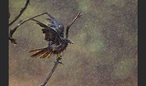 Eleonorenfalke (Falco eleonorae)