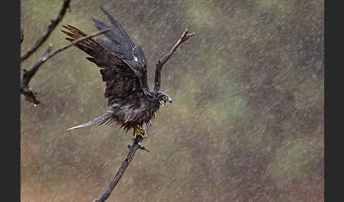 Eleonorenfalke (Falco eleonorae)