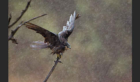 Eleonorenfalke (Falco eleonorae)