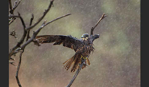 Eleonorenfalke (Falco eleonorae)