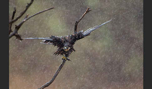 Eleonorenfalke (Falco eleonorae)