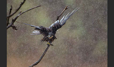 Eleonorenfalke (Falco eleonorae)