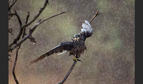 Eleonorenfalke (Falco eleonorae)