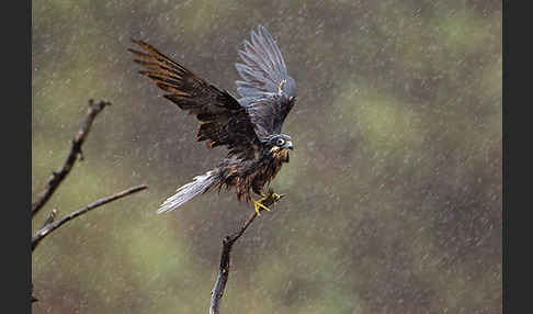 Eleonorenfalke (Falco eleonorae)