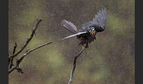 Eleonorenfalke (Falco eleonorae)