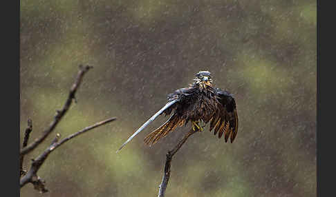 Eleonorenfalke (Falco eleonorae)