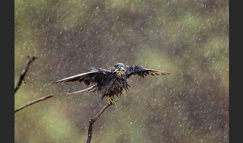 Eleonorenfalke (Falco eleonorae)