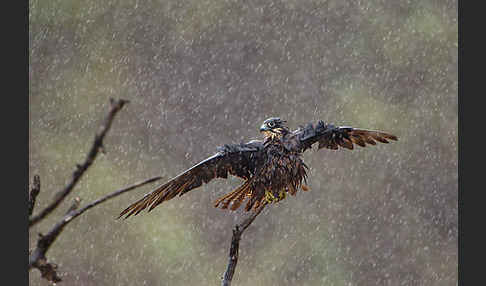 Eleonorenfalke (Falco eleonorae)