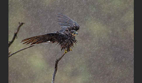 Eleonorenfalke (Falco eleonorae)