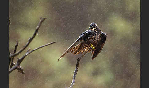 Eleonorenfalke (Falco eleonorae)