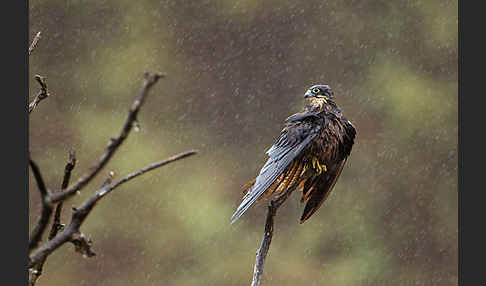 Eleonorenfalke (Falco eleonorae)