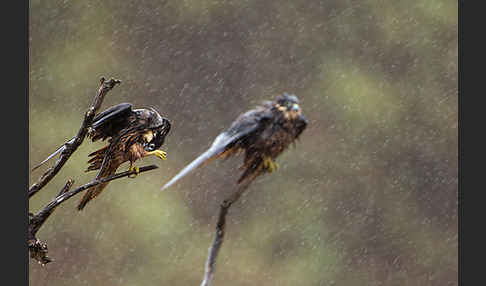 Eleonorenfalke (Falco eleonorae)