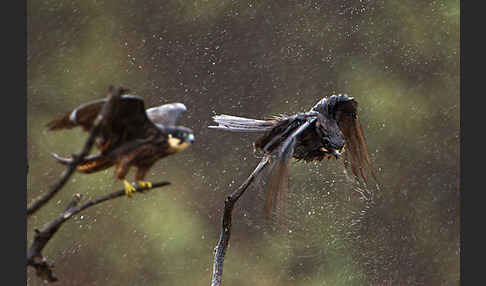 Eleonorenfalke (Falco eleonorae)