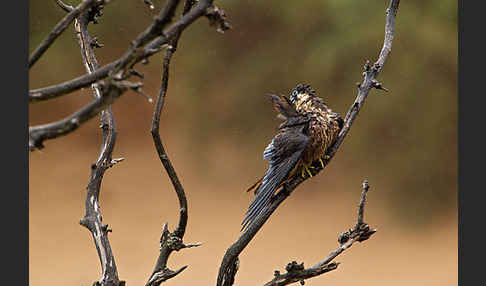 Eleonorenfalke (Falco eleonorae)