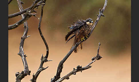 Eleonorenfalke (Falco eleonorae)