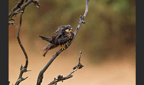 Eleonorenfalke (Falco eleonorae)